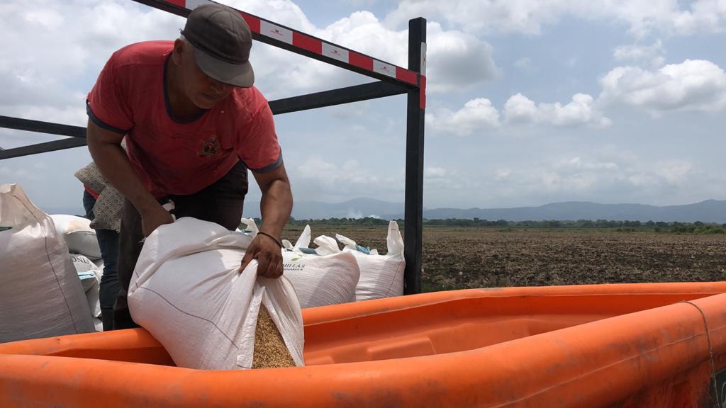 Mida proyecta siembra de 60 mil hectáreas de arroz para zafra 2021-2022