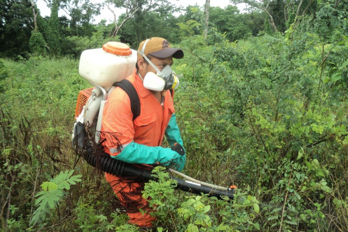 Alerta por riesgo de plaga "Langosta Centroamérica"
