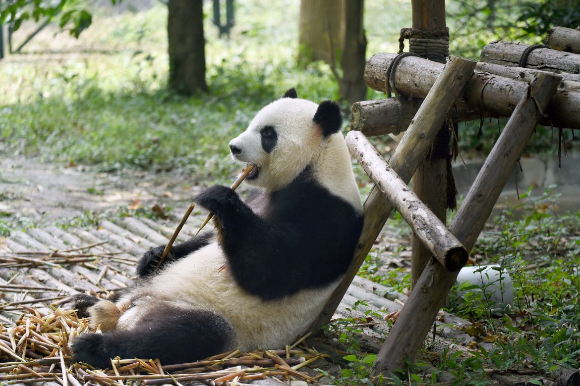 Muere el panda macho más viejo del mundo