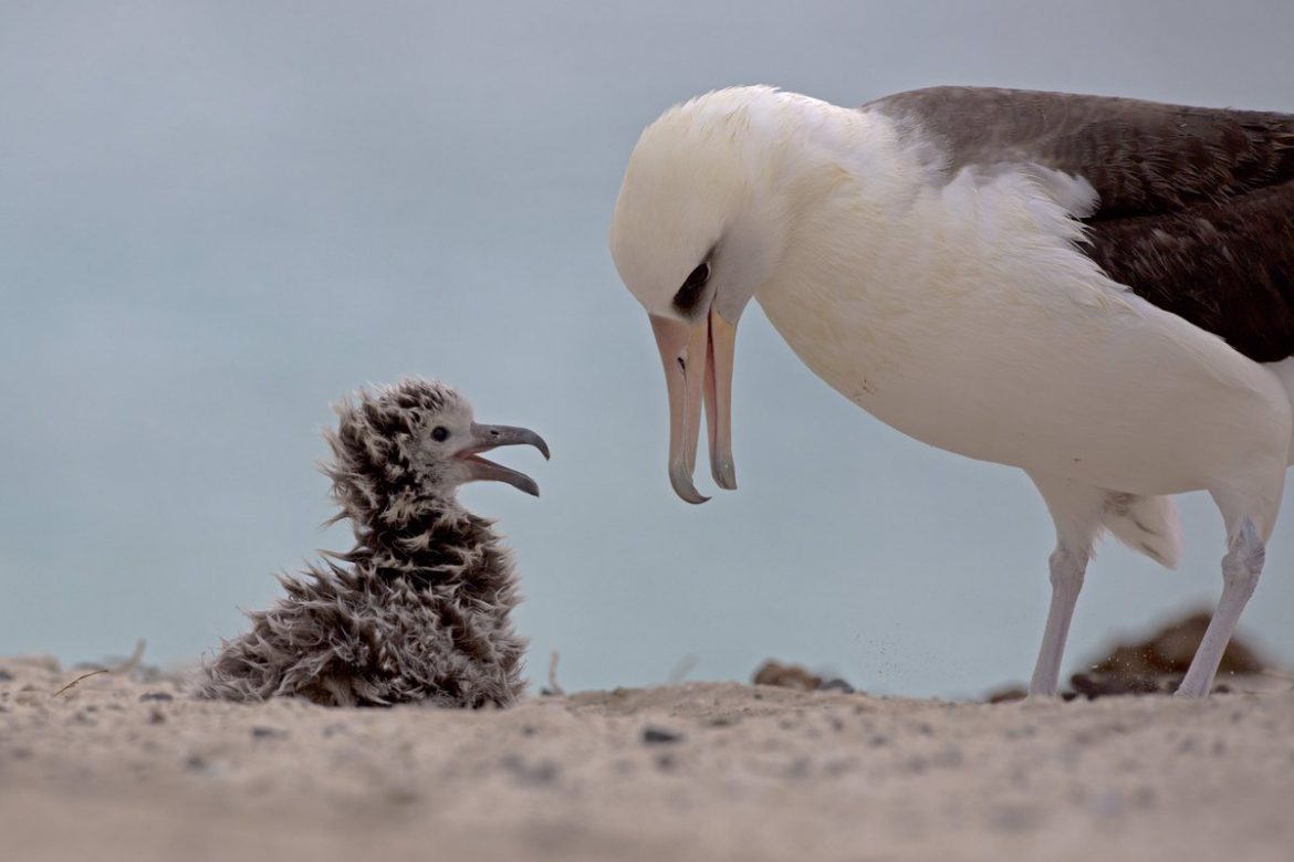 Una albatros pone un huevo a los 66 años en reserva de EEUU