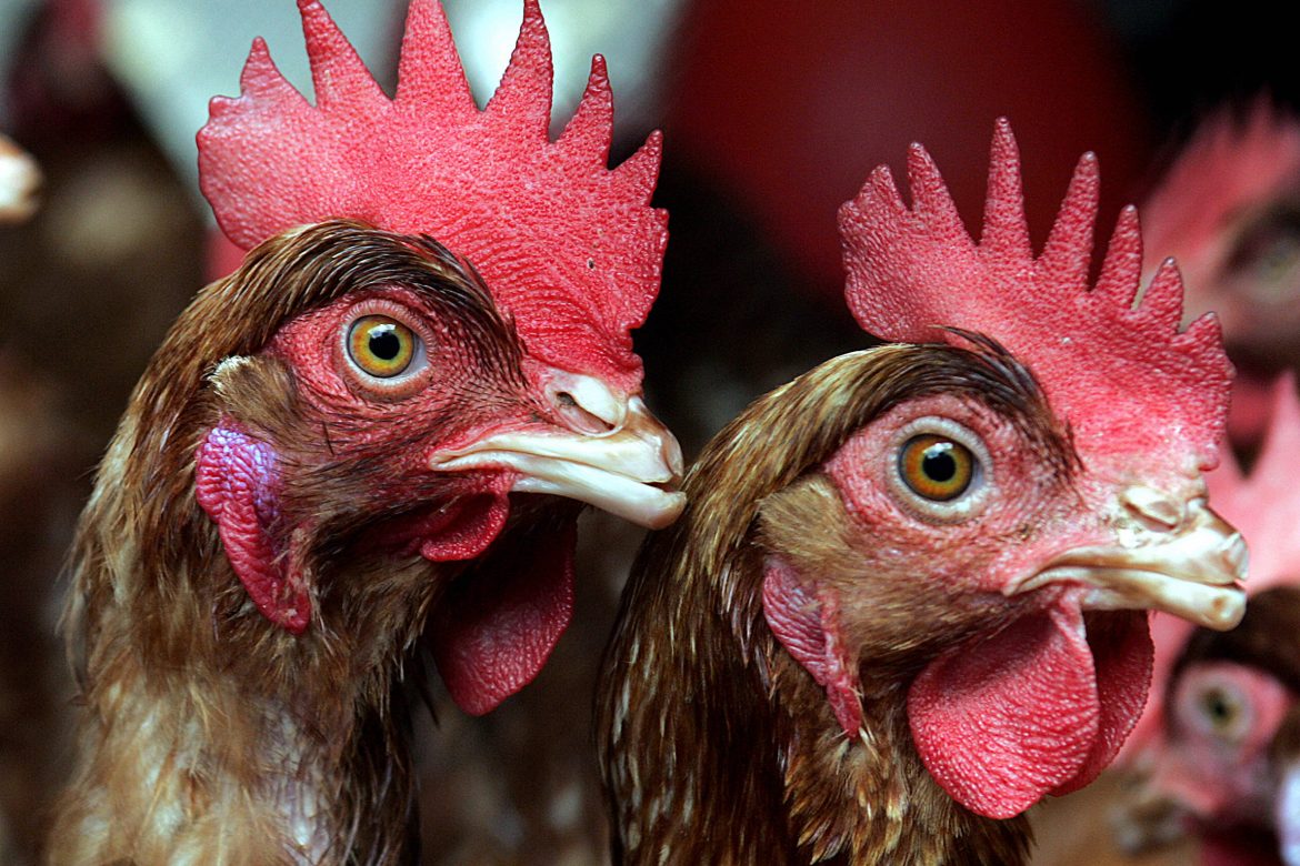 Más de un millón de aves sacrificadas por gripe aviar en japón