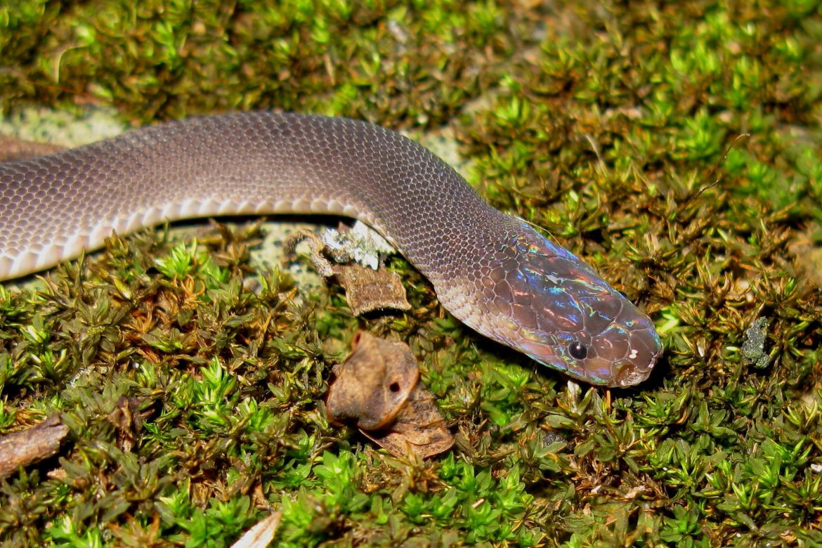 Descubren en el río Mekong 163 nuevas especies, entre ellas una serpiente arcoíris