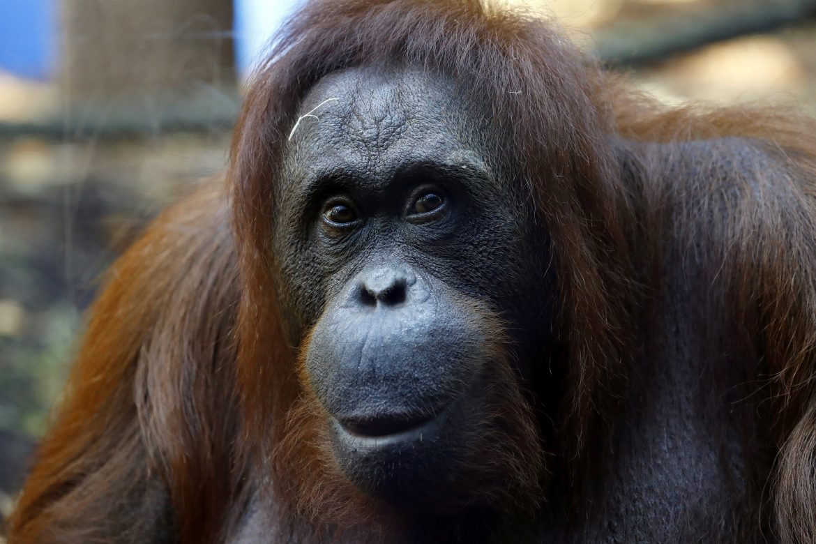 Estudio alerta sobre peligro de extinción del 60% de los primates