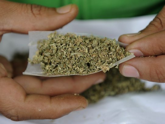 Discuten proyecto de ley para legalizar el cannabis para uso medicinal
