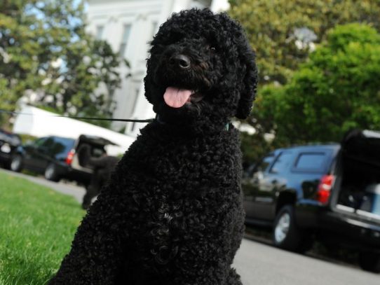 Sunny, la perra de los Obama muerde a una adolescente en la Casa Blanca