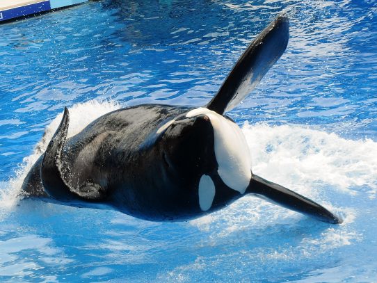 Murió en Florida la orca Tilikum, que inspiró el documental "Blackfish"
