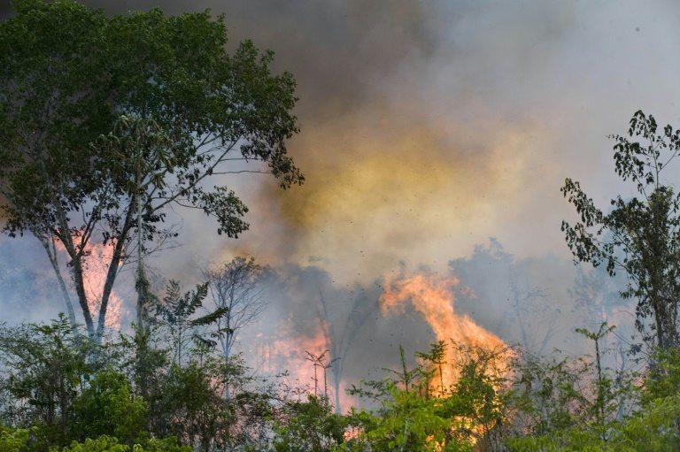 Deforestación en Amazonía de Perú alcanzó 156 mil hectáreas en 2015