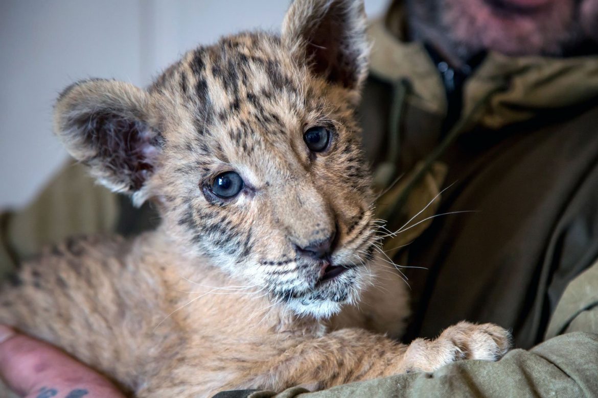 Nace un bebe ligre, un cruce entre un león y una tigresa, en un zoo de Rusia