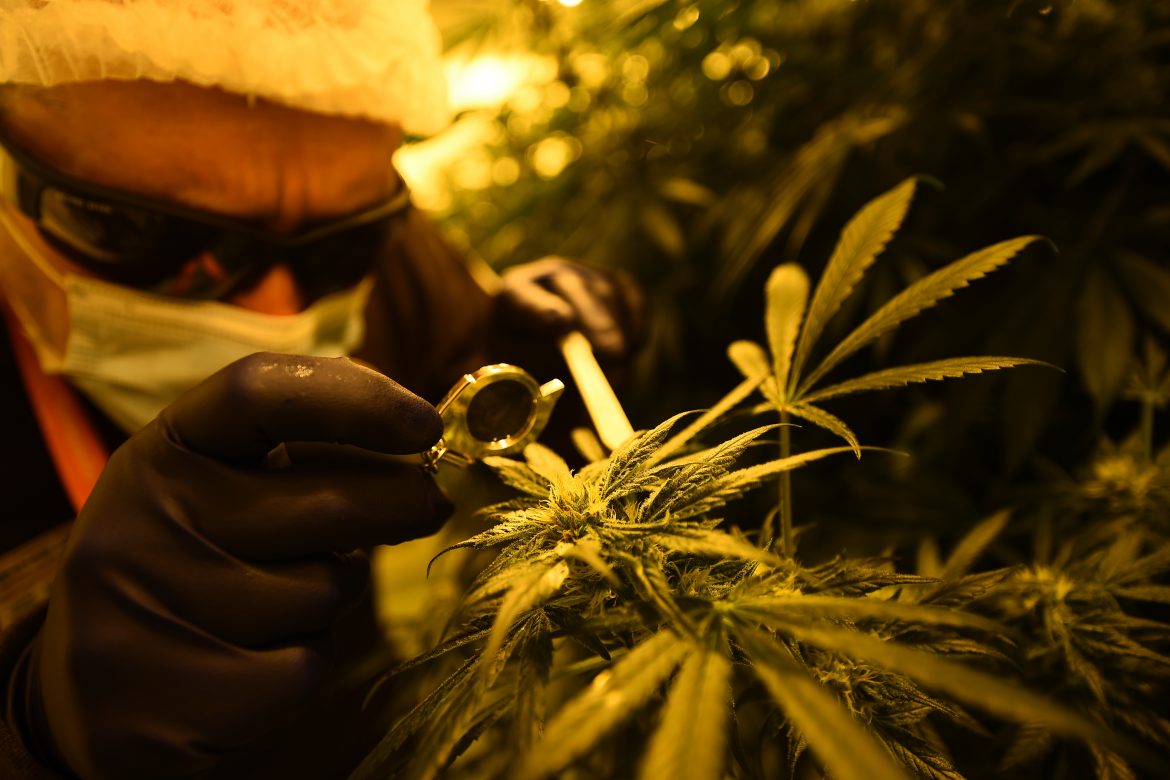 Exportación de cannabis medicional es aprobada en Israel