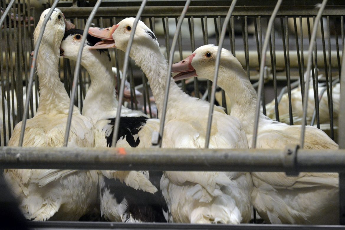 Francia sacrificará 600 mil patos más para combatir gripe aviar
