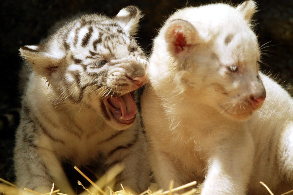 Nacen cuatro tigres de bengala en cautiverio en un parque de El Salvador