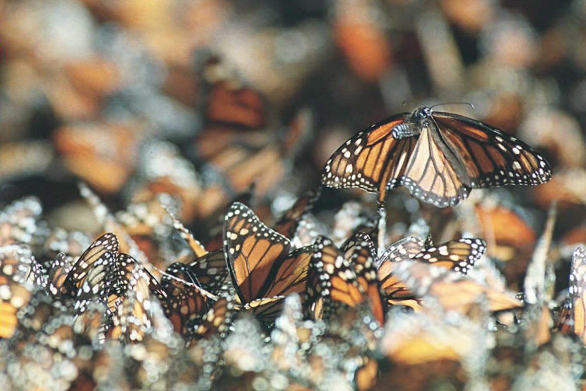 Clima extremo afecta territorio de las mariposas monarcas para hibernar