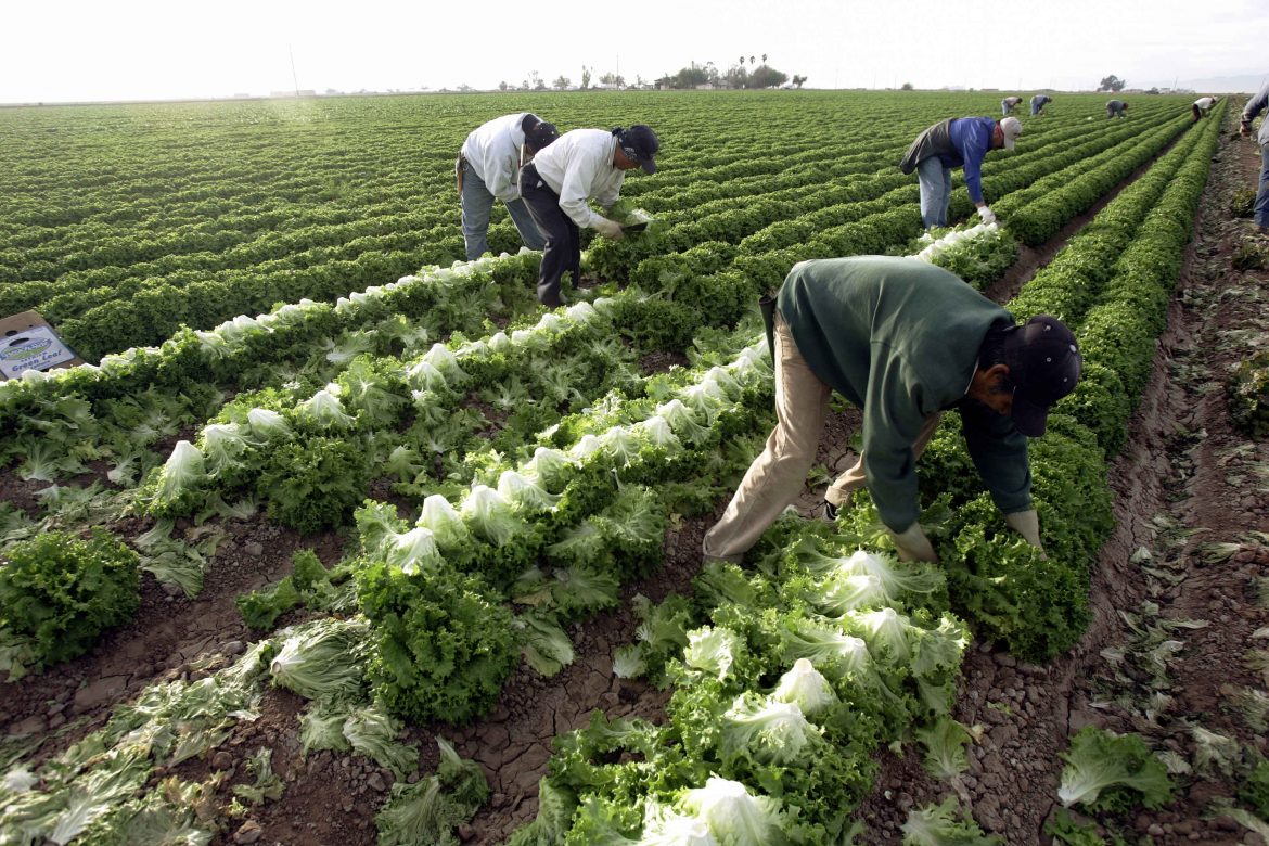 ¿Qué pasará con los campesinos mexicanos que hacen la cosecha en EEUU?