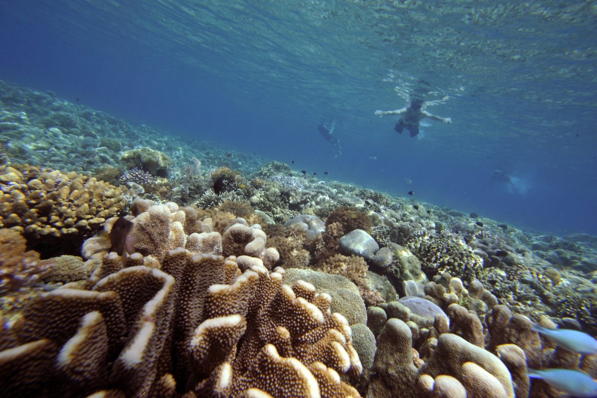 Las "zonas muertas", una amenaza para los arrecifes de coral