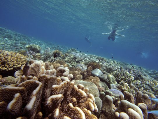 Trasplante de coral suscita esperanzas de salvar la Gran Barrera