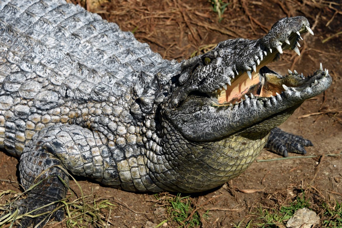 Buscan en el sureste mexicano a un cocodrilo que se llevó a un pescador