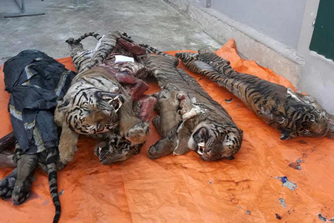 Encuentran cinco tigres congelados en Vietnam