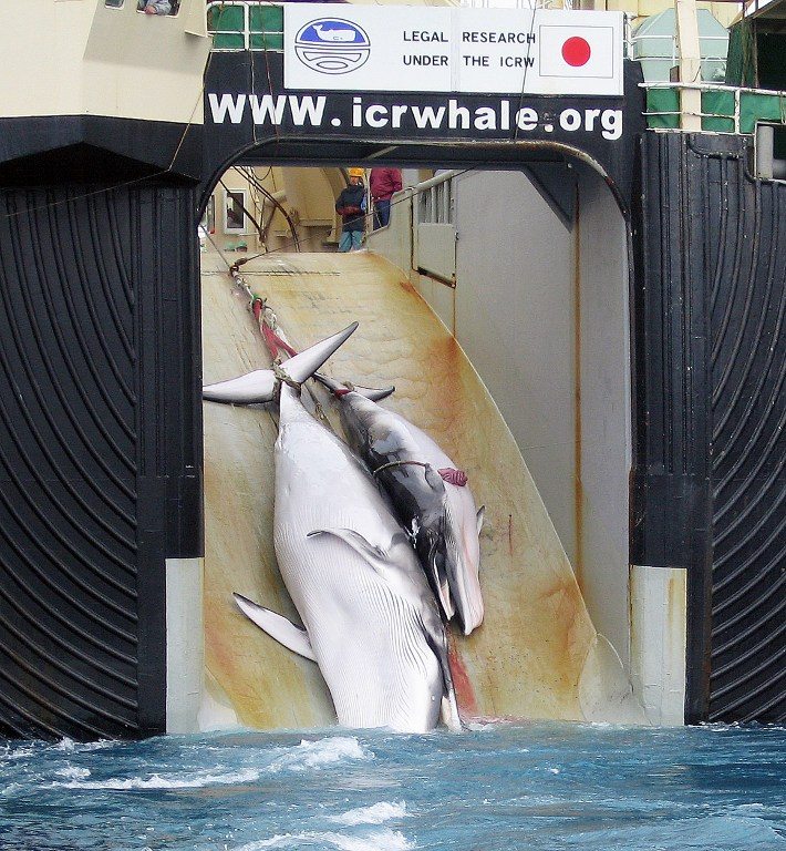 Japón mata 333 ballenas para polémica campaña