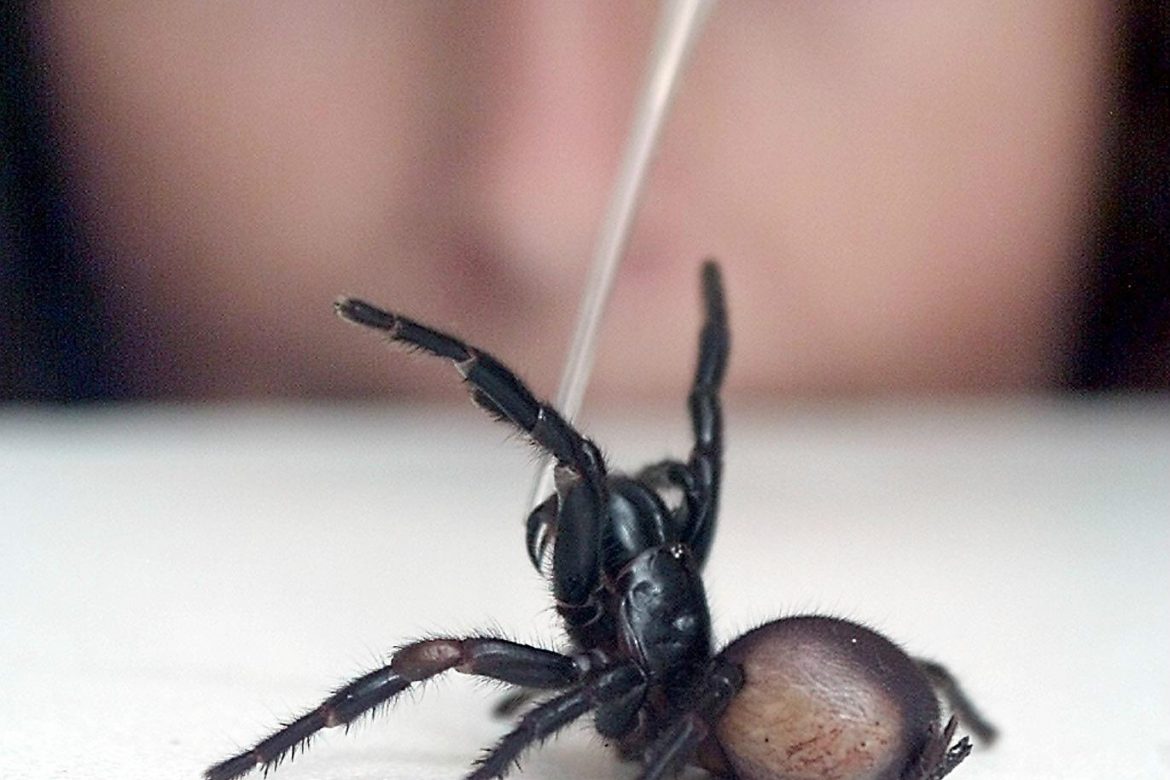 Veneno de araña podría prevenir infarto cerebral