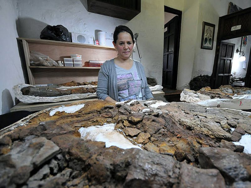 Hallan en Colombia fósil de reptil marino de 127 millones de años