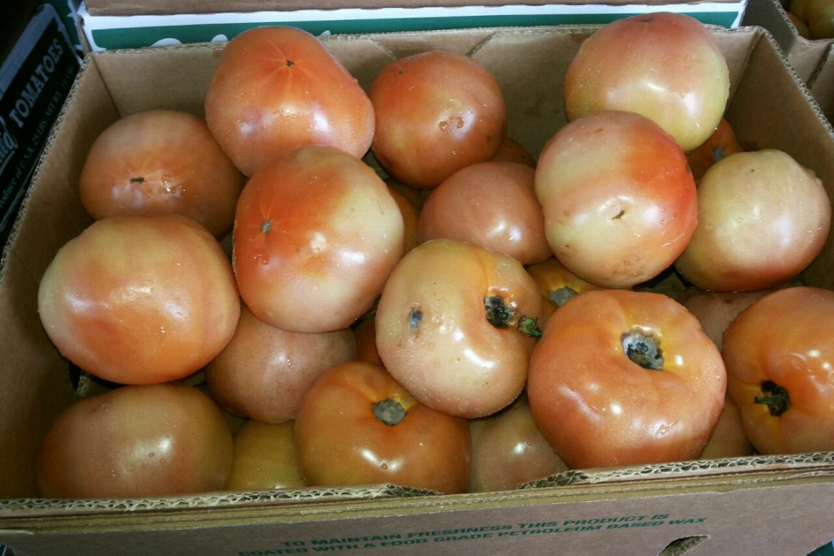 Productores denuncian llegada de tomate con plaga