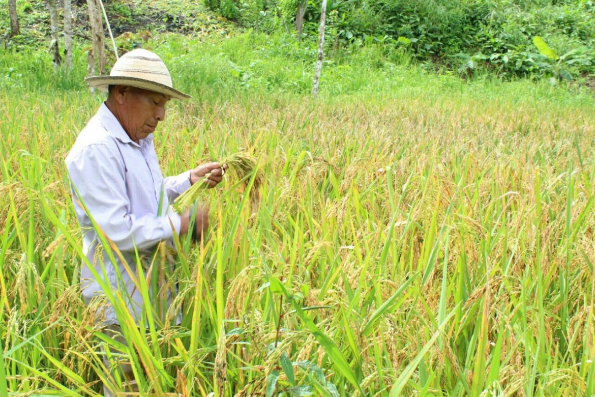IMA desembolsa pago a productores de arroz en Coclé