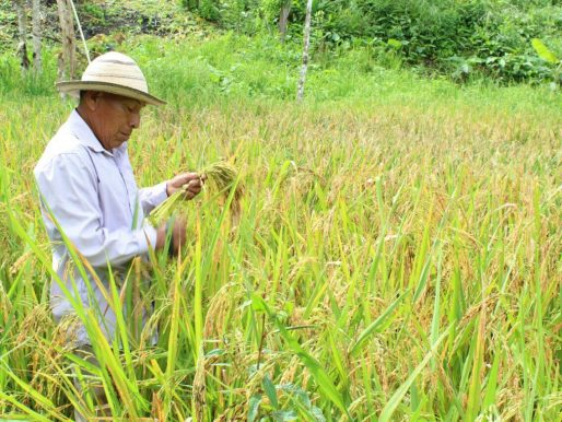 Arroceros de Chiriquí exigen pago de deuda estatal 