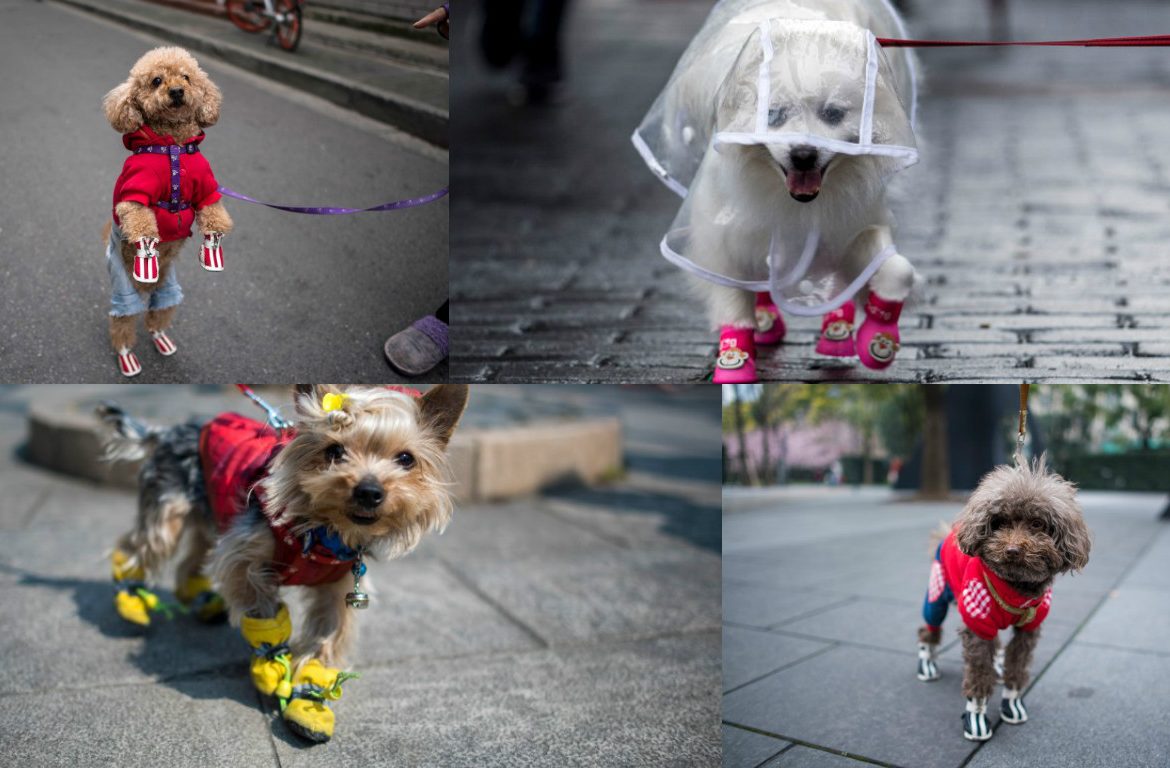 China convierte en moda vestir a los perros