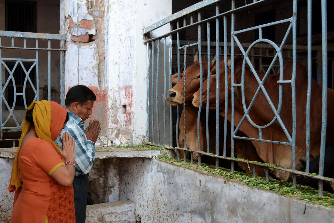 Protectores de vacas matan a musulmán por trasladarlas en camión