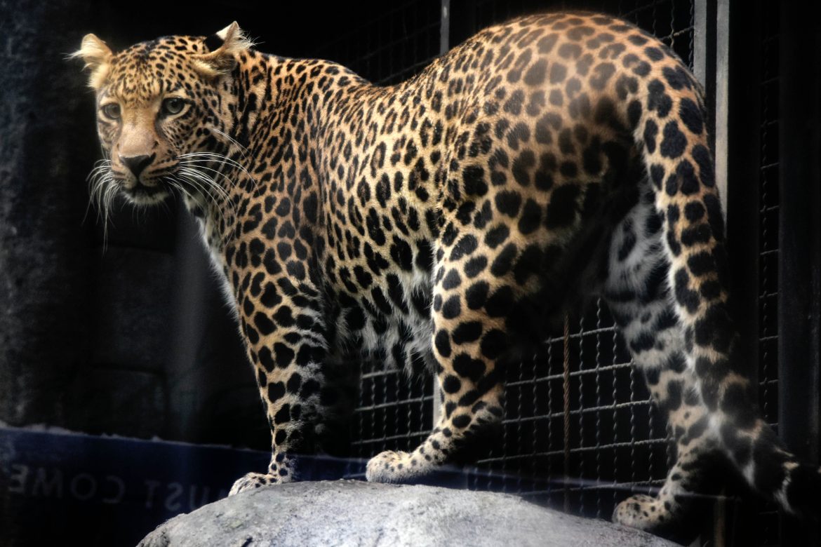 Un leopardo aterrorizó a viajeros de aeropuerto en Nepal