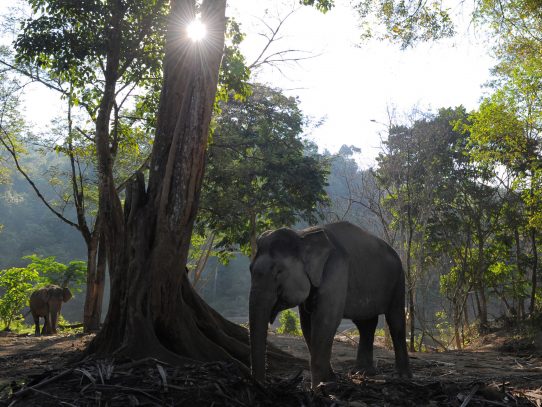 Autoridades prohíben viajar a una elefanta en Sri Lanka