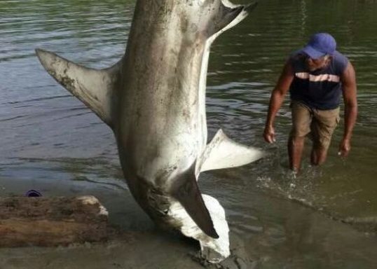 Capturan tiburón martillo en río de Salud en Colón