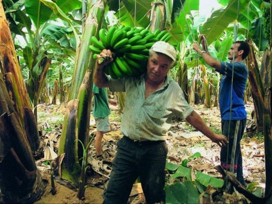 Proyecto que reactiva zona bananera en Bocas del Toro irá a debate