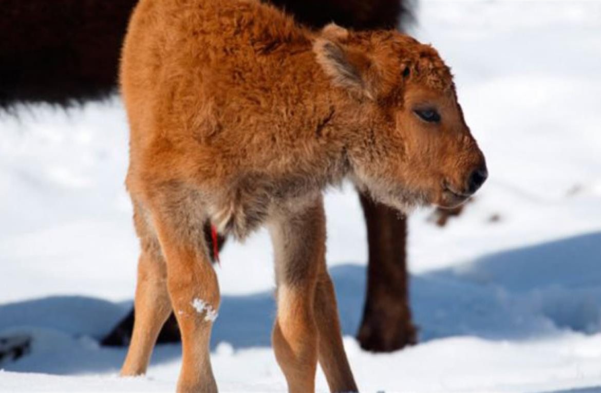 Nace un bisonte por primera vez en 140 años en parque de Canadá