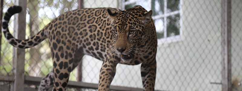 Jaguar panameña "Fiona" participará en plan de preservación en EEUU