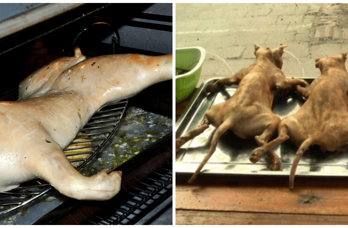 Taiwán prohíbe el consumo de carne de perro y de gato