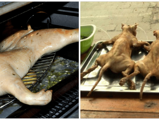 Taiwán prohíbe el consumo de carne de perro y de gato
