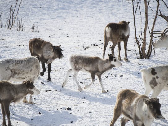 La "policía de los renos" pone orden en la tundra de Laponia
