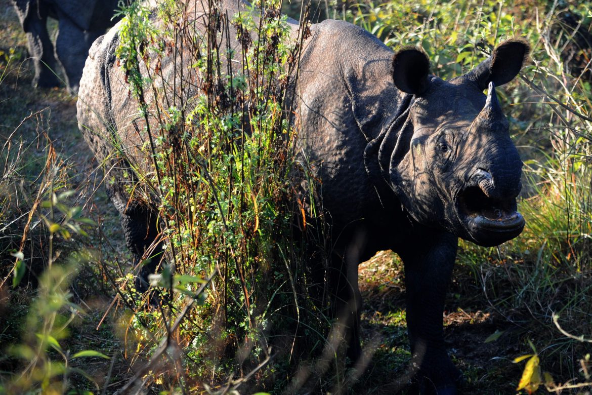Rinocerontes luchan contra cazadores furtivos de Nepal