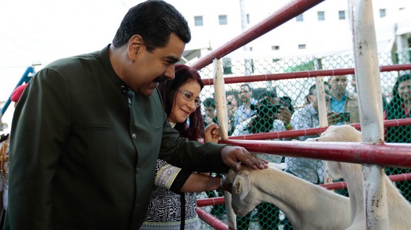 Nicolas Maduro ahora le habla a las vacas sobre la Asamblea Constituyente