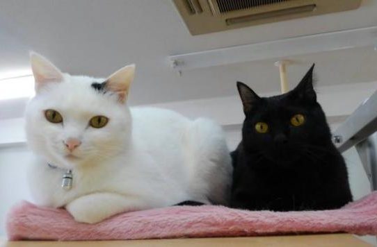 Empresa japonesa usa gatos para combatir el estrés de sus empleados