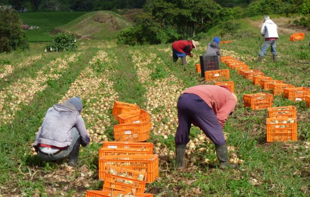 Productores de Nata exigen al IMA agilizar proceso de compra de cebollas