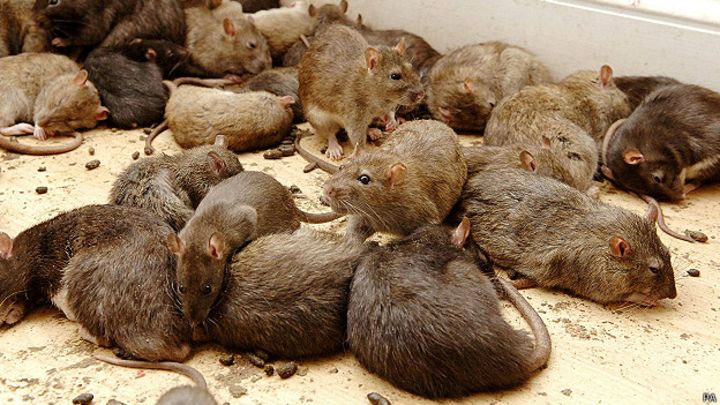 Aldeas de una isla de Birmania invadidas por miles de ratas