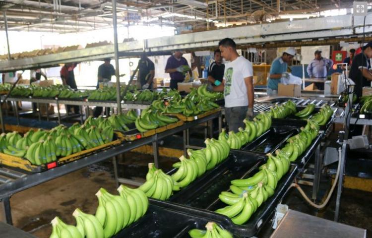 Trabajadores bananeros tendrán aumento salarial de 28% escalonado a 2024
