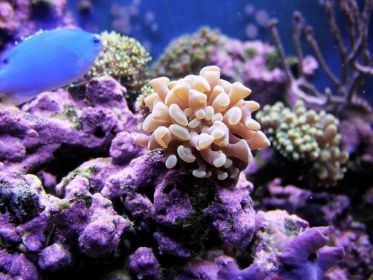 La Gran Barrera de coral, estimada en 37.000 millones de euros