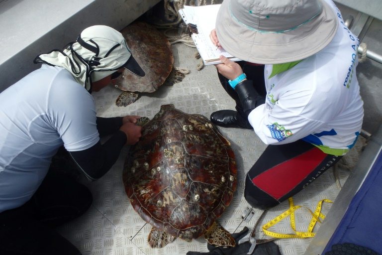Medicamentos y herbicidas en la sangre de las tortugas de la Gran Barrera de coral