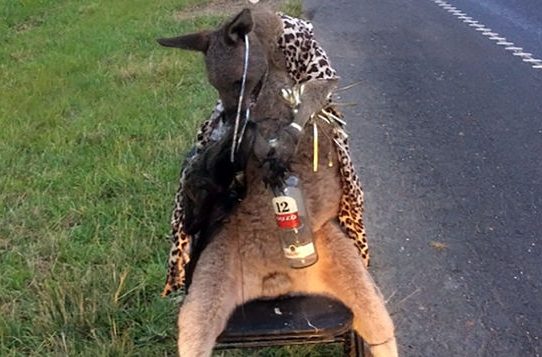 Hallan un canguro abatido y atado a una silla en una carretera de Australia