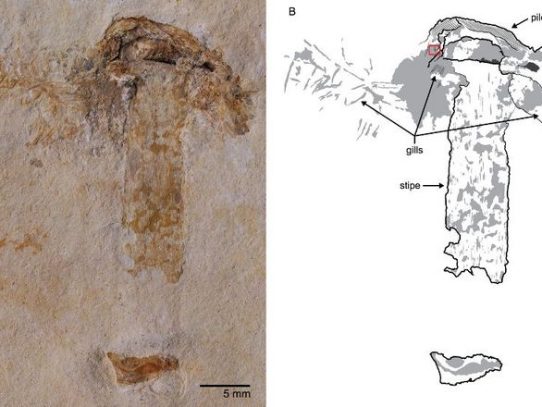 Hallan la seta más antigua, que compartió la Tierra con los dinosaurios