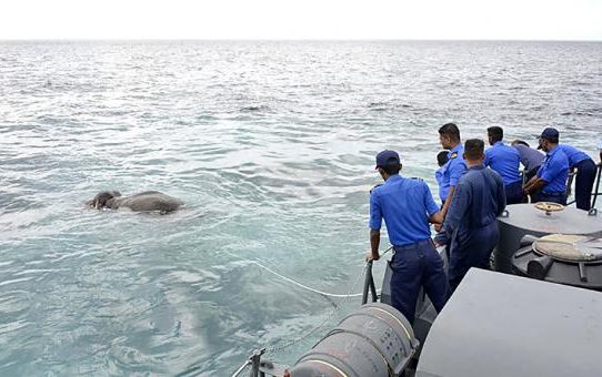 La Marina de Sri Lanka rescata un elefante en alta mar