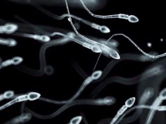 Disminuye concentración de espermatozoide entre hombres occidentales